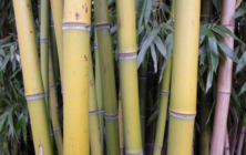 bambu