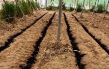 biochar