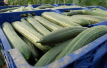 pepino-almeria