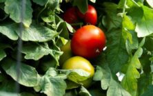 tomate