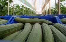 Pepino-de-Almeria