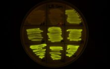 bacterias