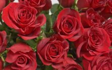 rosas-1024x600