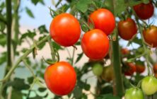 tomates