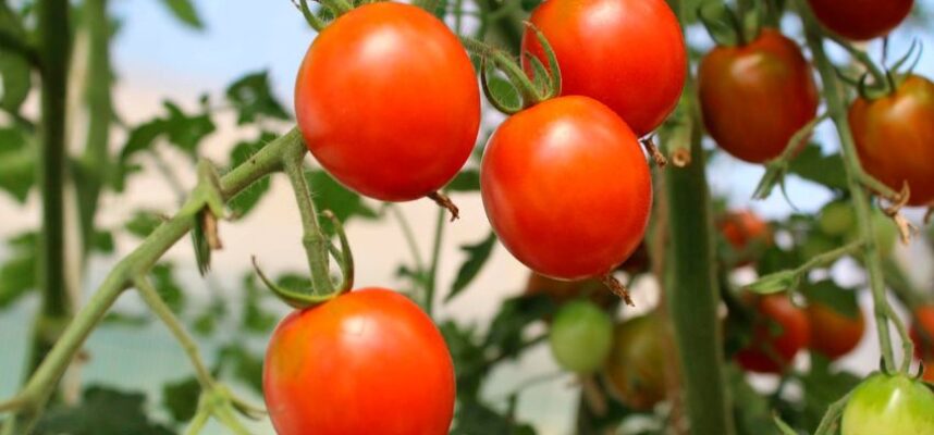 tomates