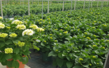 hortensia-figueplant