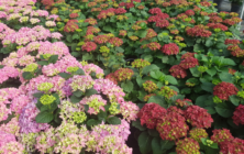 ornamental-hortensia