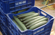 pepino-almeria