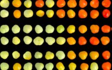 tomate-investigacion-madurez
