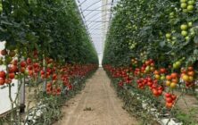 tomates