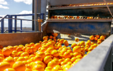 citricos-CGC