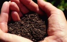 fertilizantes