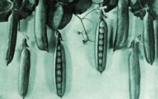 guisantes