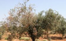 olivo-enfermo
