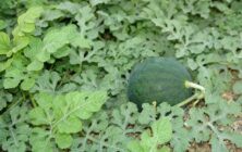 sandia-ok-1020x600