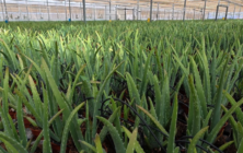 aloe-vera