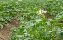 cultivo-patata