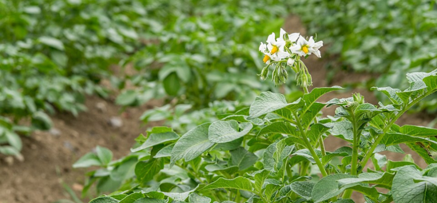 cultivo-patata
