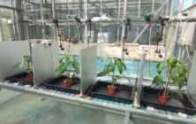 plantas-hablan