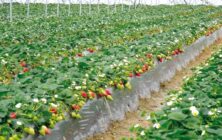 Campos-de-fresa-en-Huelva