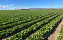 campo-lechuga