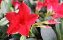 flor y planta