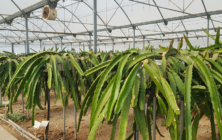 pitaya-las-palmerillas