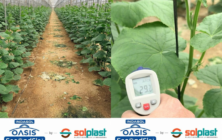 solplast