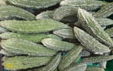 calabaza-amarga2