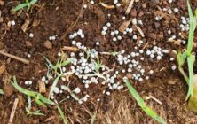 fertilizantes