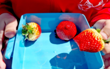 fruta-colegio