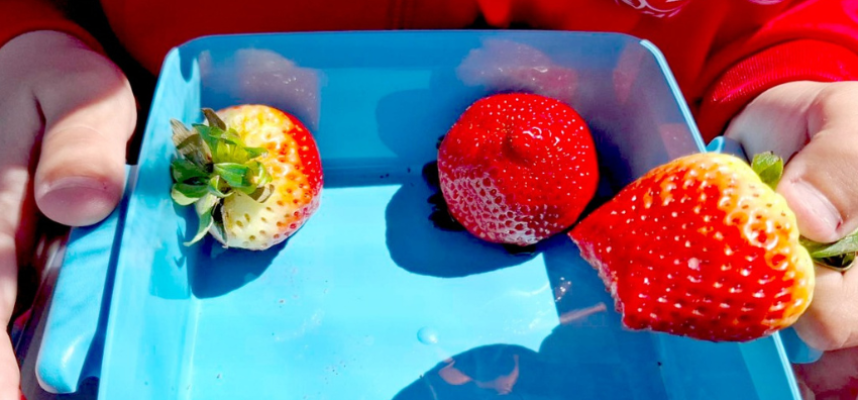 fruta-colegio
