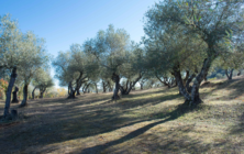 olivar