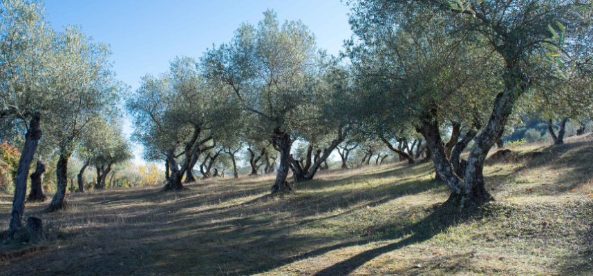 olivar