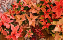flor-pascua-poinsettia-otoño (2)