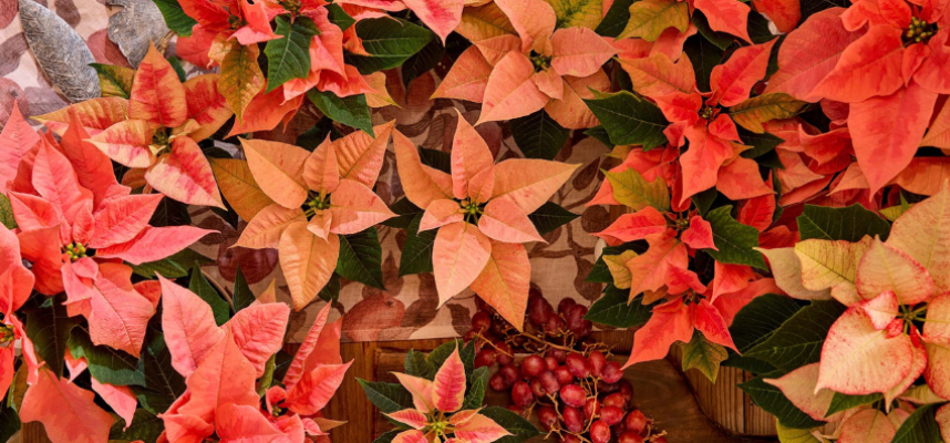 flor-pascua-poinsettia-otoño (2)