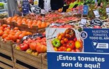 origen-tomates