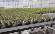planta-ornamentalok-1020x600