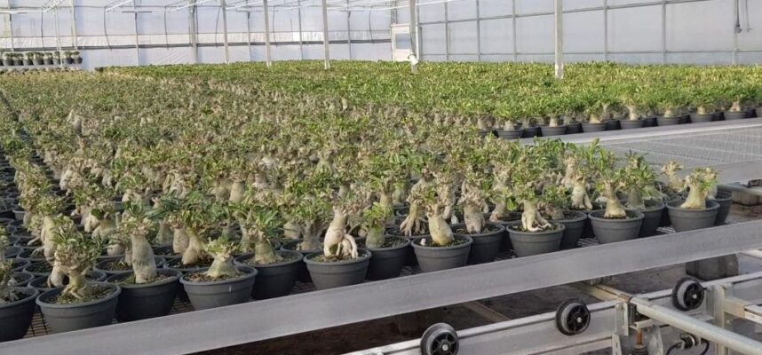 planta-ornamentalok-1020x600
