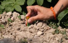 proyecto-bacterias-de-tomate-y-patata