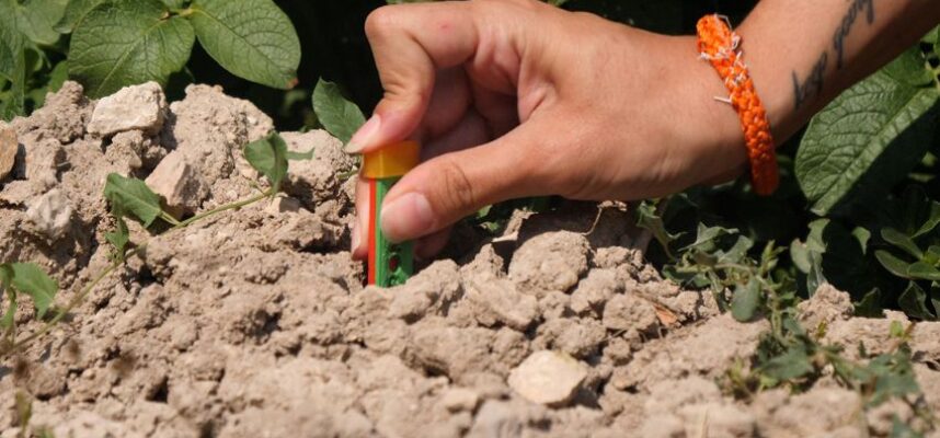 proyecto-bacterias-de-tomate-y-patata