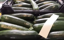 Calabacin-1024x578-1