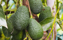 aguacates