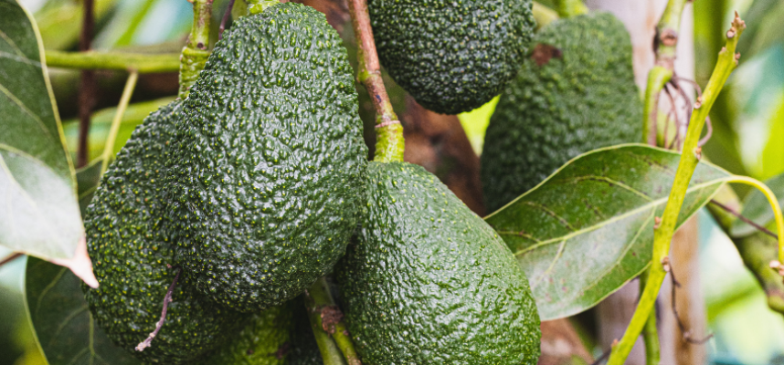 aguacates