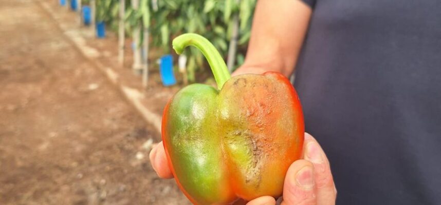 pimiento-parvispinus