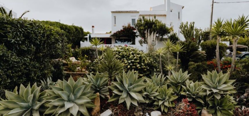 plantas